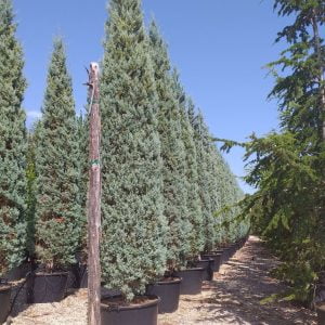 Conifères If Plants