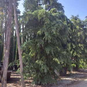 Conifères If Plants