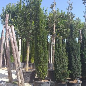 Conifères If Plants