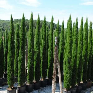 Conifères If Plants