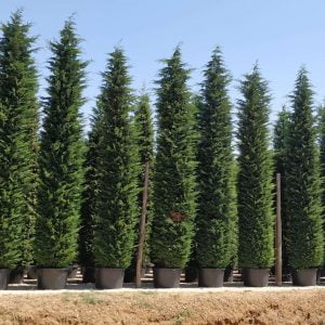 Conifères If Plants