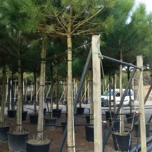 Coníferas If Plants