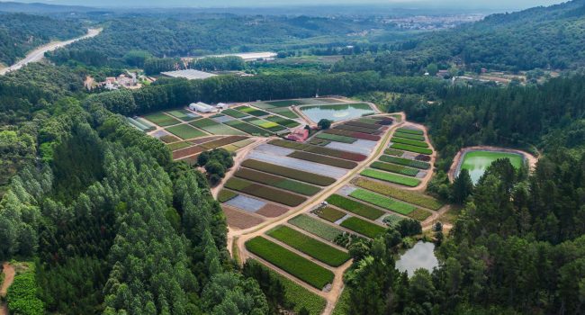 if-plants-notre-histoire-pepinieres