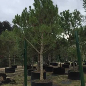 Conifères If Plants