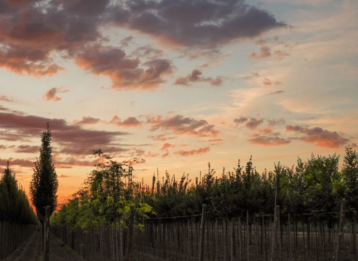 if-plants-ARBRES-EN-POT-ET-PLEINE-TERRE