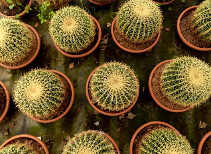 if-plants-CACTUS