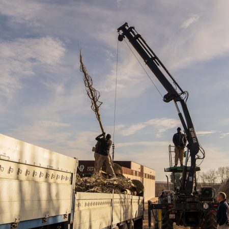 if-plants-clients-centrale-de-achat