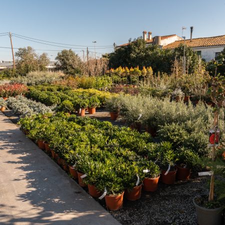 if-plants-clients-grossistes