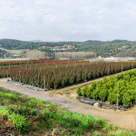 if-plants-clients-nursery