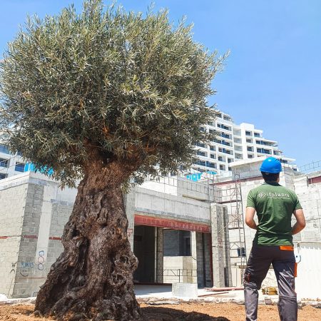 if-plants-clients-paysagiste