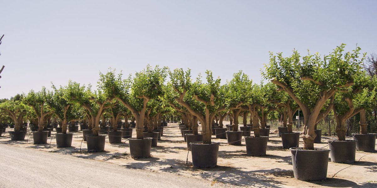 if-plants-fruit-trees-arbres-fruiters-citrus-limon-4