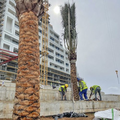 ifplants04142022projects chipre0036