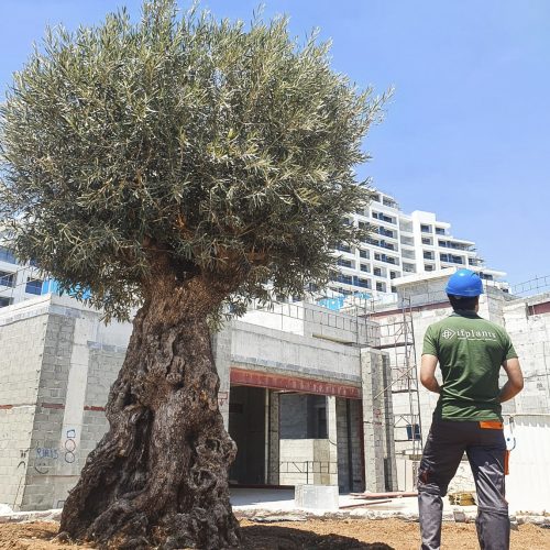 ifplants07292022projects chipre0038