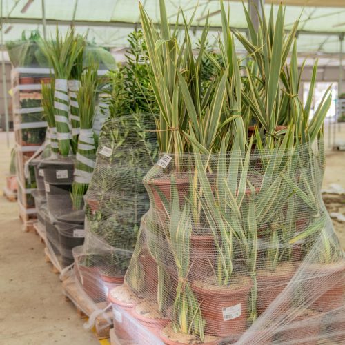 ifplants_projects_pallets