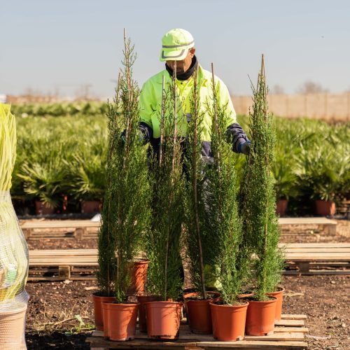 ifplants_projects_pallets (1)