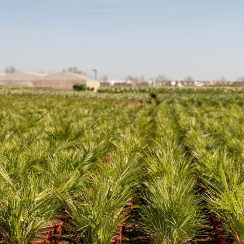 ifplants_projects_pallets (2)