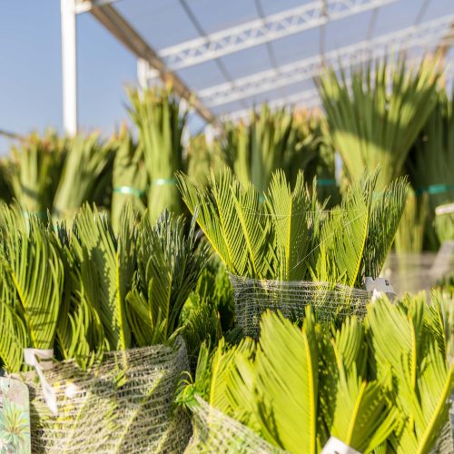 ifplants_projects_pallets (3)