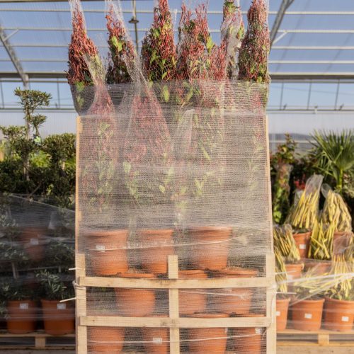 ifplants_projects_pallets (5)