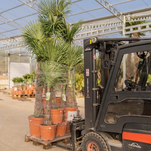 ifplants_projects_pallets (6)