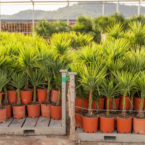 ifplants_projects_pallets (7)