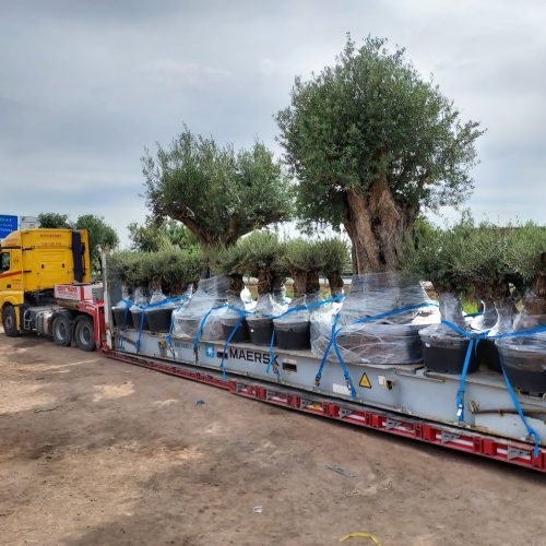 Shipping plants in Flat rack container 4